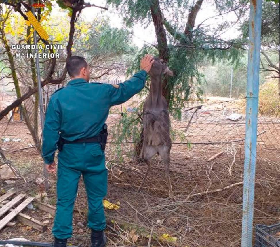 Multado por tener un poni, una cierva y crías de jabalí sin autorización