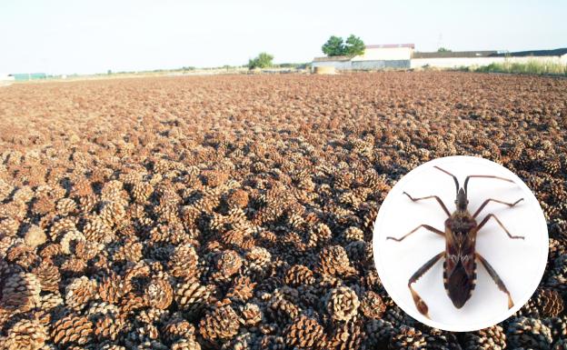 El insecto que amenaza con dejar sin piñones a toda España