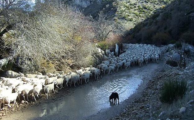 Inician la trashumancia desde Santiago de la Espada a Arquillos