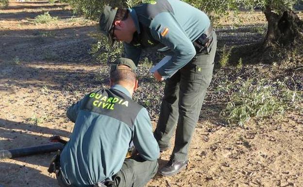 Medios y personal «insuficientes» para controlar el robo de aceituna