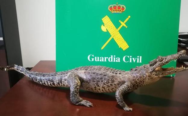 La Guardia Civil impide la venta por Internet de un cocodrilo disecado