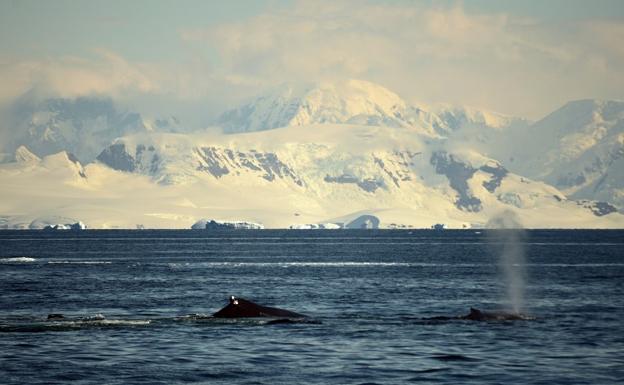 Investigadores de Granada y Almería desarrollan un método con inteligencia artificial para la conservación de ballenas