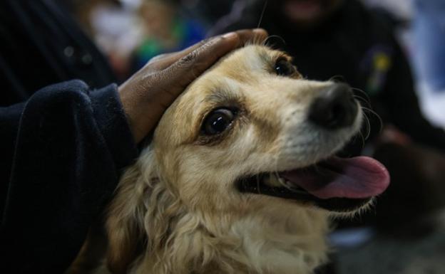 Muere un hombre por una infección tras un lametón de su perro