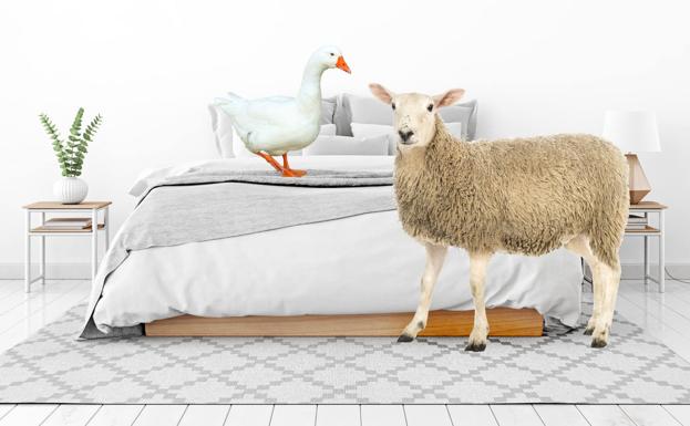 Investigadores han relacionado el relleno de los edredones con afecciones respiratorias