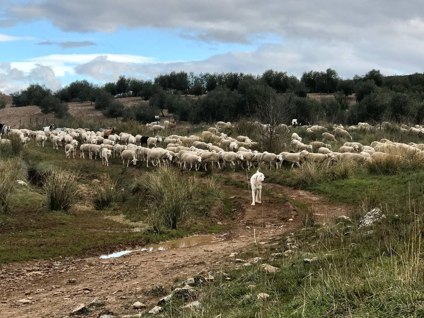 Los niños de Jaén aprenden lo que es la trashumancia