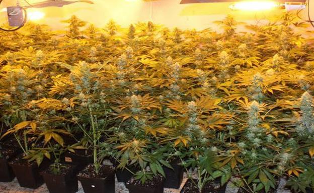 Intervienen 335 plantas de cannabis sativa en una vivienda de Gójar