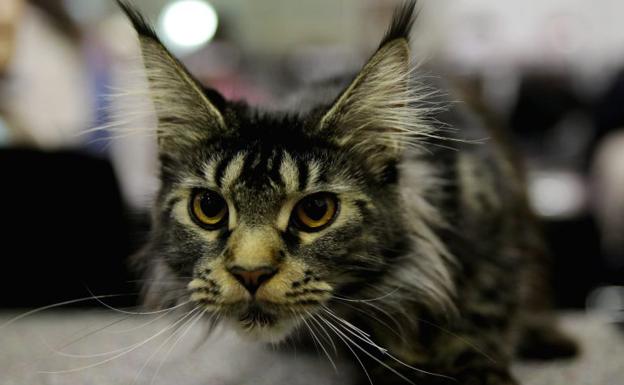 Detectado en España un posible caso de rabia en una persona a la que mordió un gato
