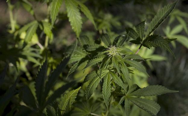 Absueltos con 40 kg de marihuana en Granada, porque la Policía entró en la casa sin orden judicial