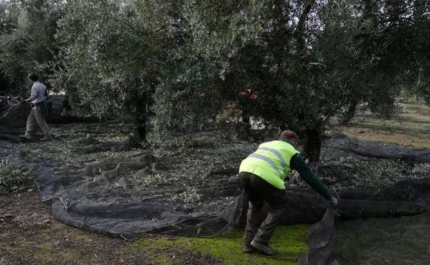 Libre con cargos el dueño de una finca acusado de agredir a un trabajador inmigrante