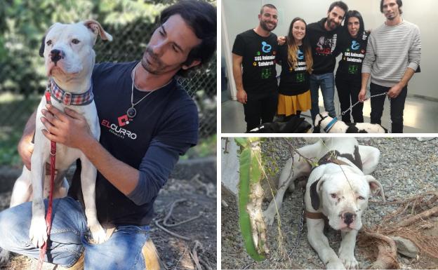 Cebrián, el perro de Salobreña protagonista del último programa de 'El Hormiguero'