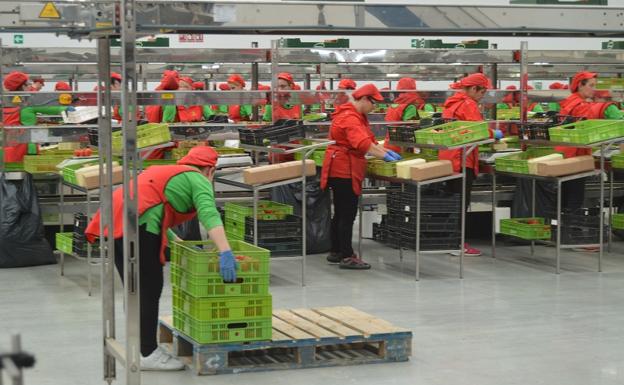 Almería genera la cuarta parte del valor de la exportación andaluza agroalimentaria