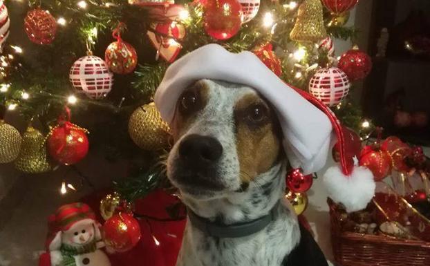Protectoras jienenses piden «responsabilidad» a la hora de regalar mascotas en Navidad