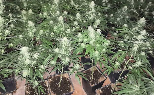 Arrestan a un matrimonio con dos plantaciones de 'maría', una en la vivienda en la que vivían sus hijos