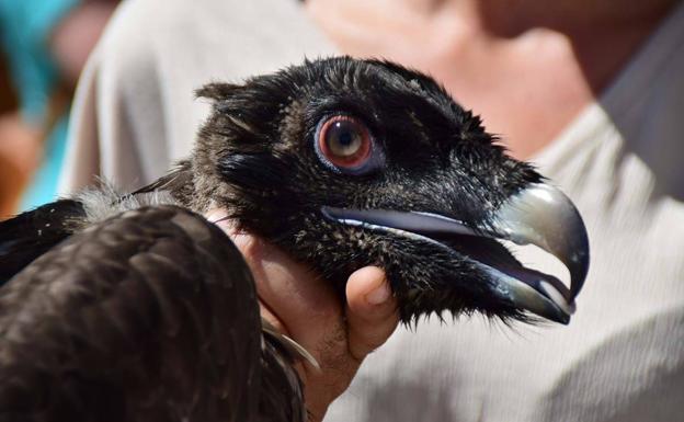 La Junta cierra un acuerdo para la gestión del centro de cría en cautividad del quebrantahuesos