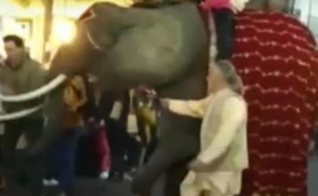 El alcalde de un pueblo recibe un 'cornazo' de un elefante en la Cabalgata de Reyes