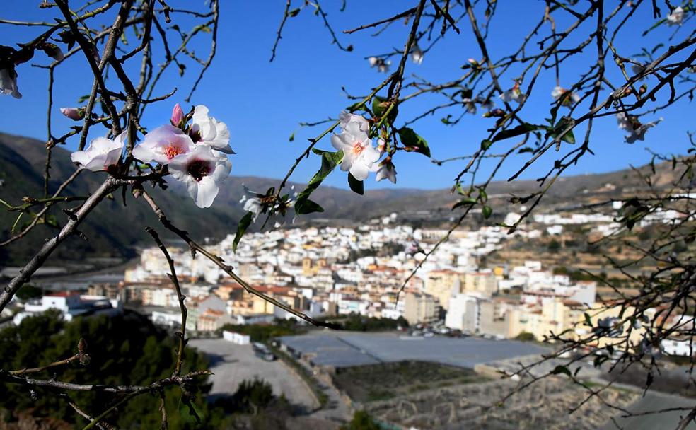 Primeros paseos entre los almendros en flor de Granada
