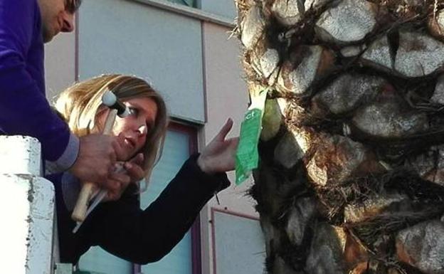 La plaga del picudo rojo llega a Peal de Becerro