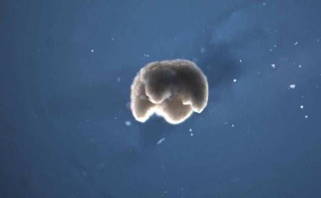 Crean por primera vez 'robots vivos' a partir de células de rana