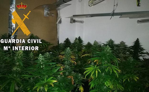 Una doble operación contra la marihuana en la provincia se salda con 347 plantas incautadas