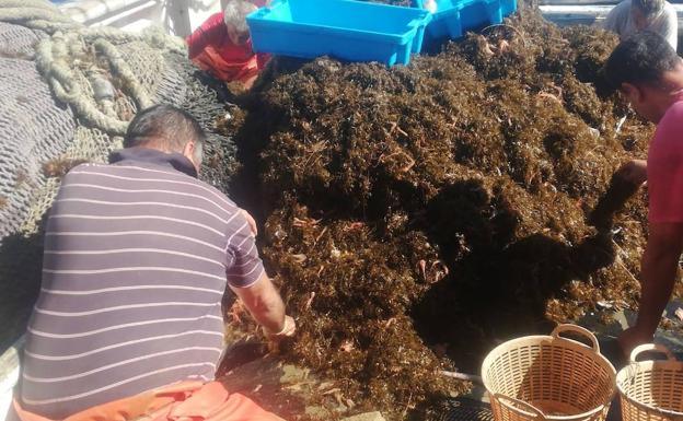 Motril pide medidas contra el alga asiática para proteger la pesca