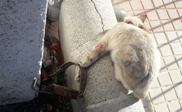 Una gata queda atrapada en un cepo colocado en un parque infantil en Fuerte del Rey
