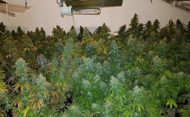 La fiscalía alerta de que la marihuana es cada vez más potente y peligrosa para la salud