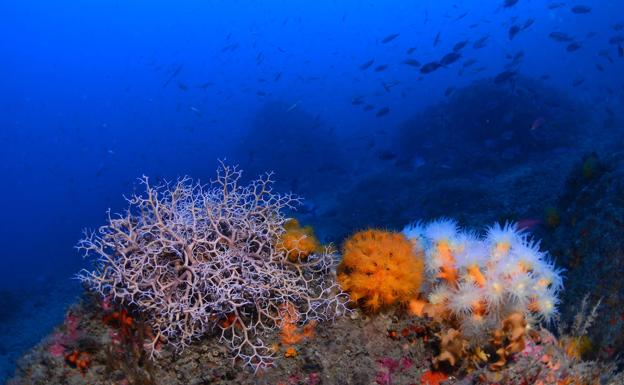 El coral naranja, una especie única que se puede ver en los fondos marinos de Granada