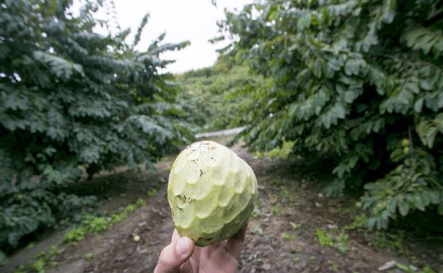 Las exportaciones de chirimoya a la Unión Europea aumentan un 6%
