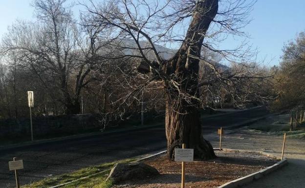 Prohíben abrazar un árbol centenario del pueblo porque la gente con tanto amor lo está matando