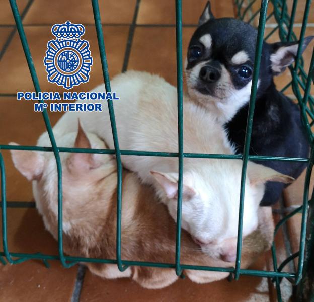 Desmantelan dos criaderos ilegales de chihuahuas y rescatan a 270 perros