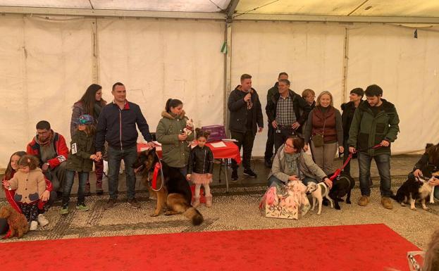 Un concurso premia a los perros que más se parecen a sus dueños en Monachil