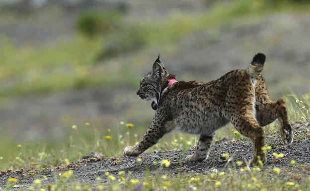 El lince ibérico, más cerca de sobrevivir 'solo' en libertad