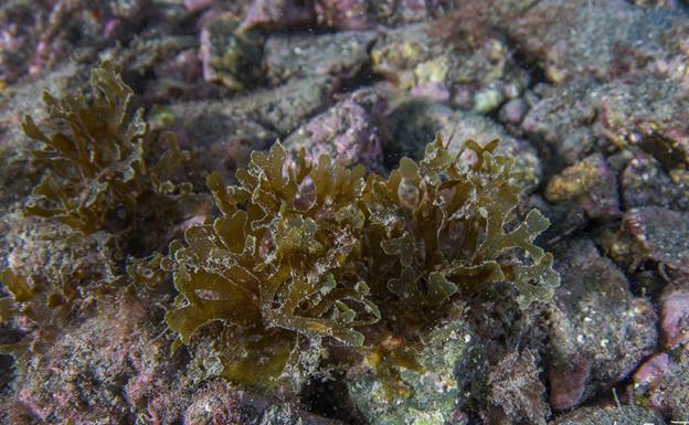 El alga asiática y la desaparición de especies autóctonas en la costa de Granada