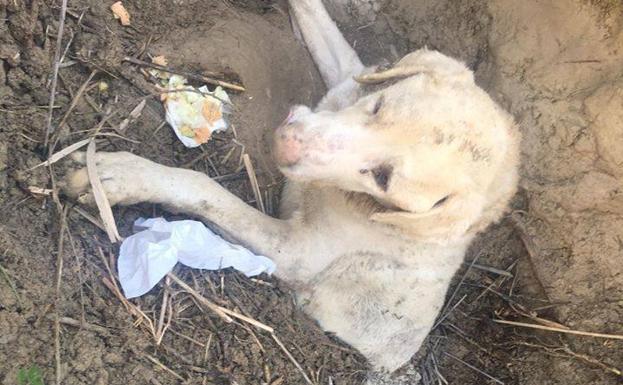 Encuentran a un perro «enterrado vivo» en un olivar