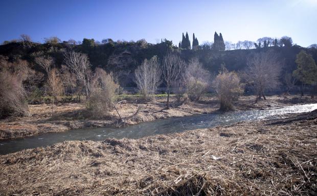 Vélez de Benaudalla pone fin a la invasión de cañas en el río Guadalfeo