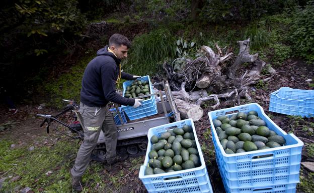 La falta de agua hiere la rentabilidad de los cultivos subtropicales de la Costa