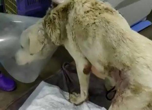 «Decenas» de peticiones para adoptar a Titán, el perro que fue encontrado «enterrado vivo»