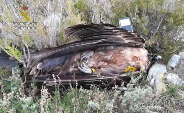 La Guardia Civil descubre 120 animales muertos por el uso de cebos envenenados