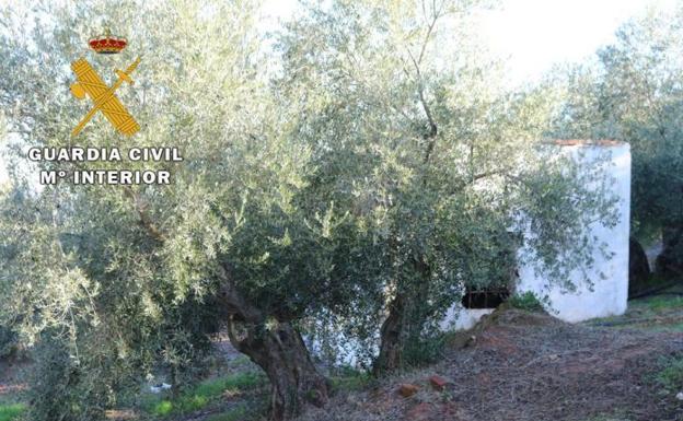La Guardia Civil investiga a un vecino de Castellar acusado de robar más de cinco toneladas de aceituna