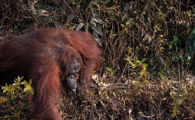 «¿Te ayudo?»: la foto viral de un orangutan tendiendo la mano a un forestal sumergido en el río