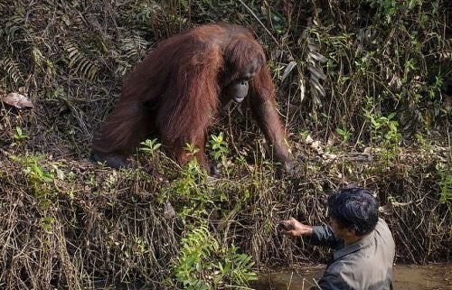 La secuencia de la foto viral del orangután ofreciendo ayuda a un hombre en el río