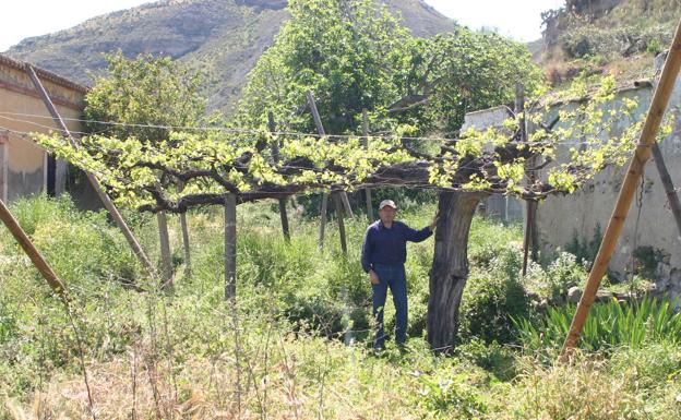 Reparto de 1.200 parras para preservar la uva de mesa