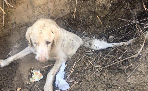 Titán, el perro que fue enterrado vivo, acudirá a 'El Hormiguero' y 'Sálvame'