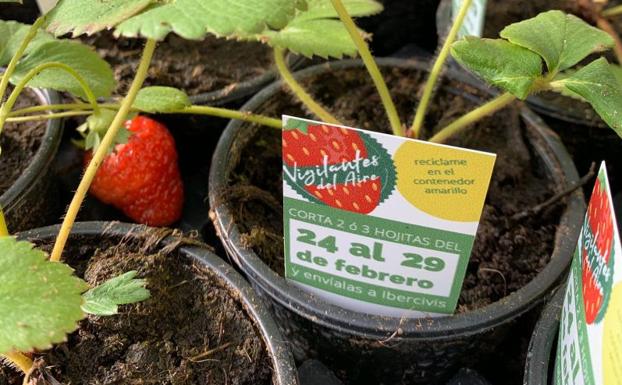 500 granadinos 'vigilantes' envían sus fresas para medir la calidad del aire