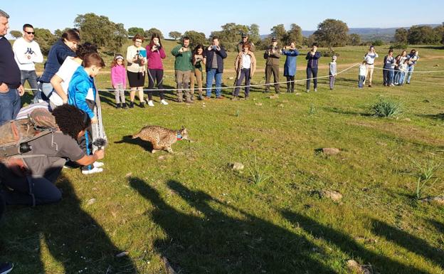 La provincia de Jaén suma dos linces muertos por atropello