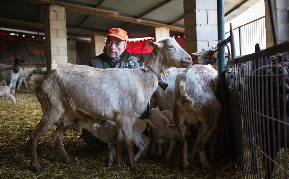 Antonio Torres, pastor: «He dormido más veces con las ovejas en el campo que en mi cama»