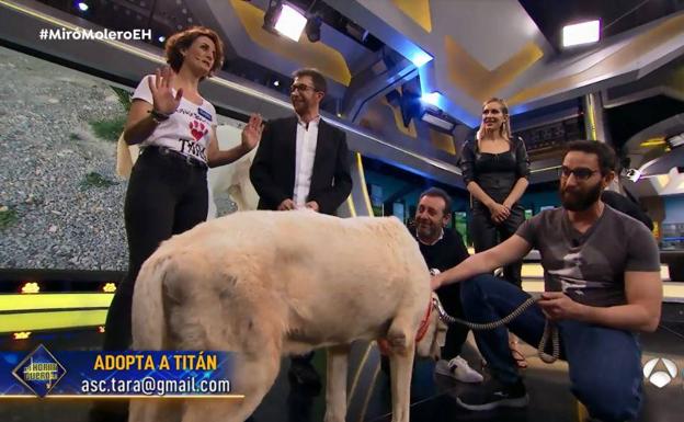 Titán, el perro que fue «enterrado vivo» en Jaén, enamora a España en 'El Hormiguero'