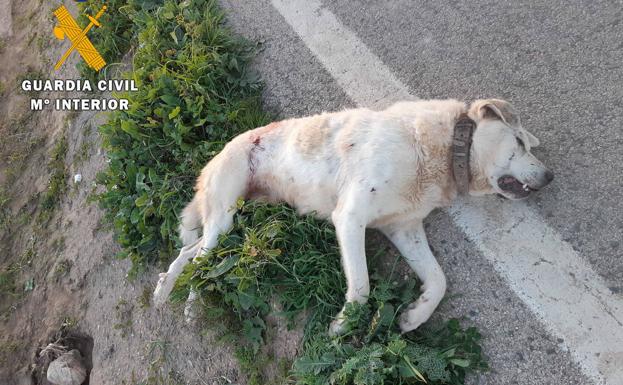 Investigan al guarda de un coto de caza por la muerte de dos perros en Loja