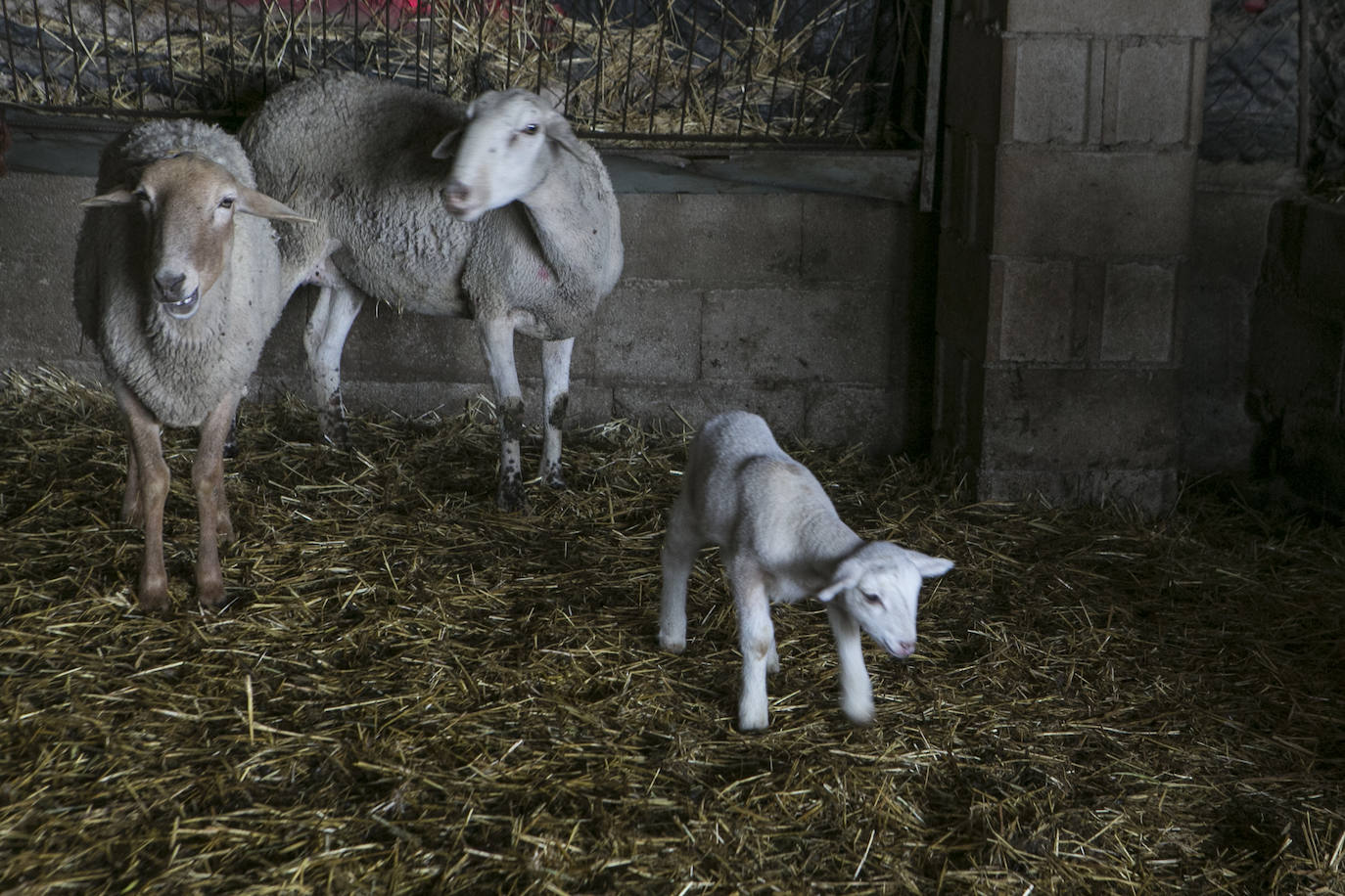 La vida de campo de Antonio Torres, pastor de Orce