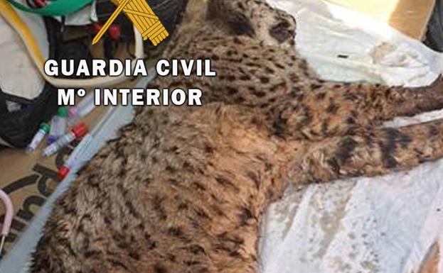 Encuentran un lince herido en una carretera de Andújar